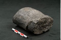 Foto (Seitenansicht) von Calamites communis Ettingshausen (NHMW-GEO-2024-0188-10965)